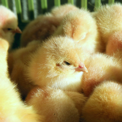 episode Foodwatch: "Gesetz gegen Kükentöten hat Tierschutz nicht verbessert" artwork