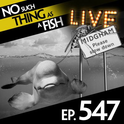 episode 547: No Such Thing As A Mystic Beluga artwork