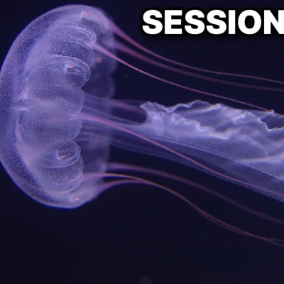 episode Intro To Jellyfish Care With Travis Brandwood | #129 artwork