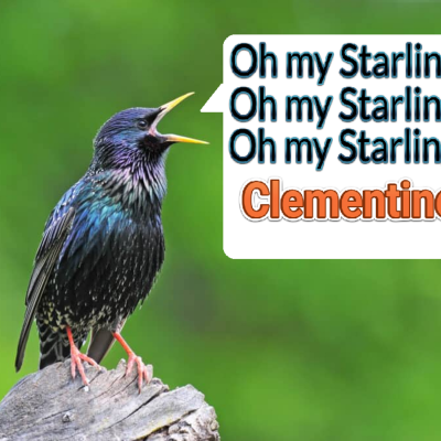 episode Episode 80: Oh my Starling, Clementine (European Starling) artwork