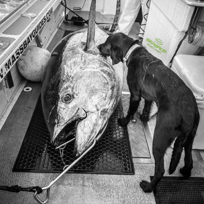 episode Castafari Offshore Fishing Seminar '25 - "How We Get Them to Bite." artwork