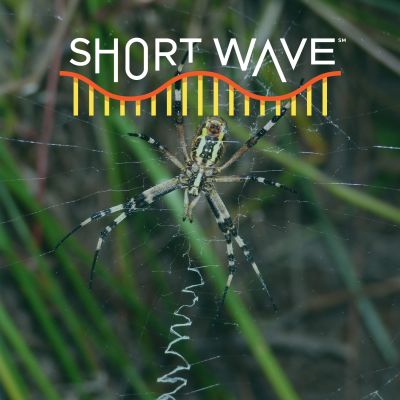 episode This Week In Science: Spiders, TV Pixels And Storytelling artwork