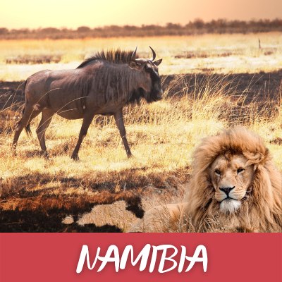episode Namibia: Wo das Gnu den Löwen küsst artwork