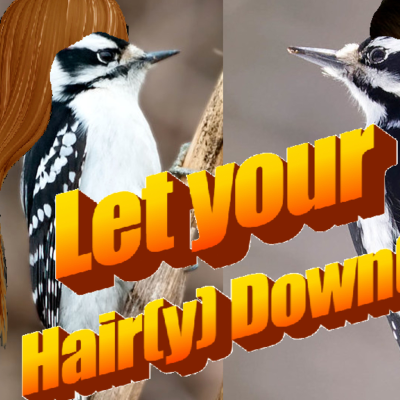 episode Episode 75: Let you Hair(y) Down(y): All about the Hairy and Downy Woodpecker artwork