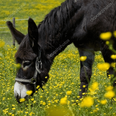 episode PLATERO Y YO CAPÍTULO Vlll LA FLOR DEL CAMINO. artwork