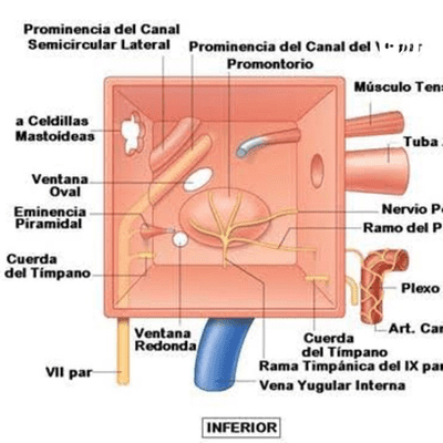 cuerda del tímpano en el oído medio