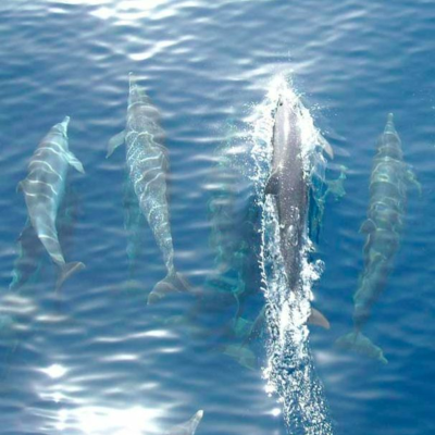 episode ¿Cuáles son los Depredadores Naturales de los Delfines Nariz de Botella? artwork