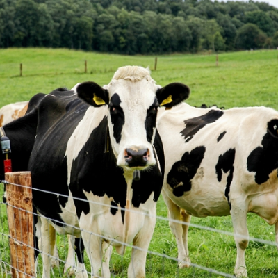 episode Efforts to eradicate bovine TB artwork