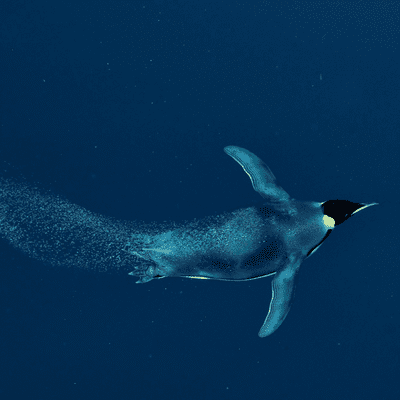 episode Adaptaciones fisiológicas de los pingüinos al bucear artwork