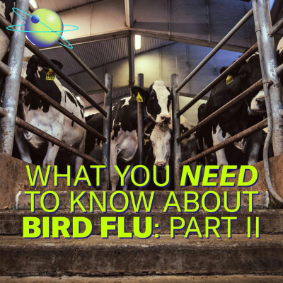 episode Bird Flu’s Jump to Cattle Took Dairy Farmers by Surprise (Part 2) artwork