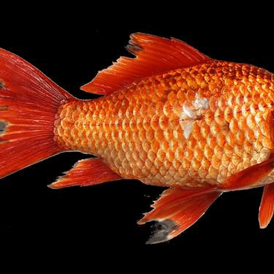 episode E21 The Art of Drawing Attention to Yourself, aka Goldfish Swallowing artwork