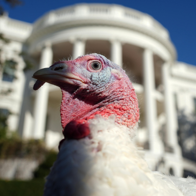 episode Talk turkey to me artwork