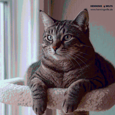 episode 367 Katzen brauchen erhöhte Liegeplätze für ihr Wohlbefinden. artwork