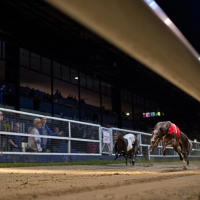 episode Greyhound Podcast - William Hill Greyhound Derby Quarter-Finals artwork