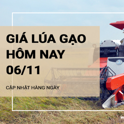 episode Giá lúa gạo hôm nay 6/11/2024: Giá gạo giảm 50 đồng/kg, giá lúa đi ngang artwork