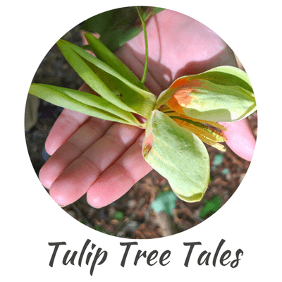 Tulip Tree Tales - Storytelling Podcast for Children