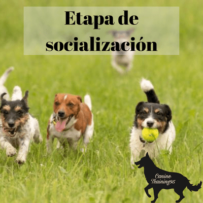 episode Etapa de socialización artwork