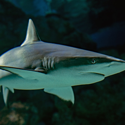 episode United States v Approximately 64,695 Pounds of Shark Fins × artwork