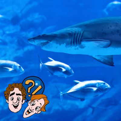 episode Können Fische einen Hai fressen? artwork