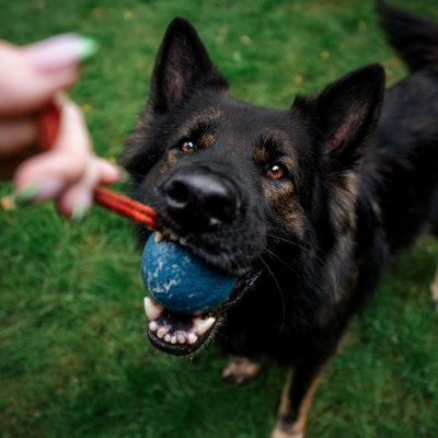 episode Training Tidbit Friday: Can Toys Replace Treats in Training? artwork
