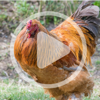 episode Rare Poultry Breeds Update artwork