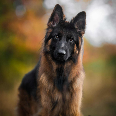 episode 103. Why Rescue Dogs Are Not For Everyone artwork