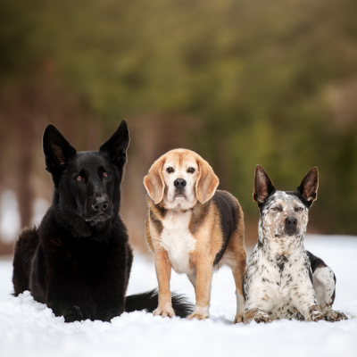 episode 97. The #1 Mistake in Multi Dog Households artwork