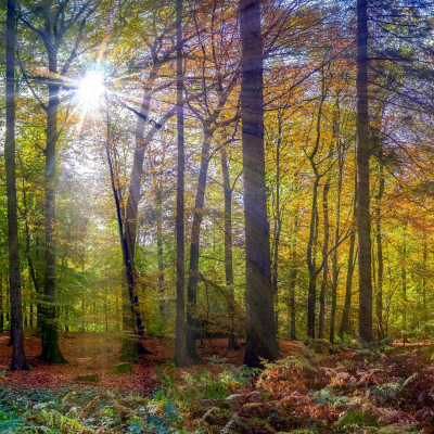 episode Waldmedizin - So kann der Wald uns heilen artwork