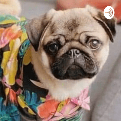 Comportamiento Y Características De Un Pug