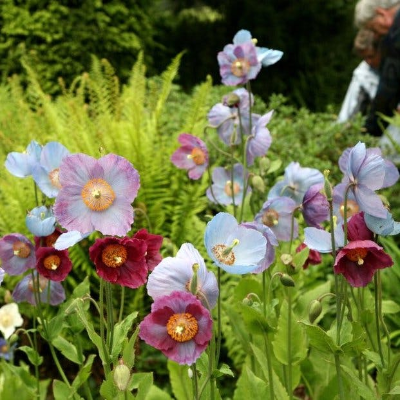 episode Big Blue Poppies and Easy Edibles artwork