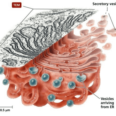 Organelo celular: Aparato De Golgi.