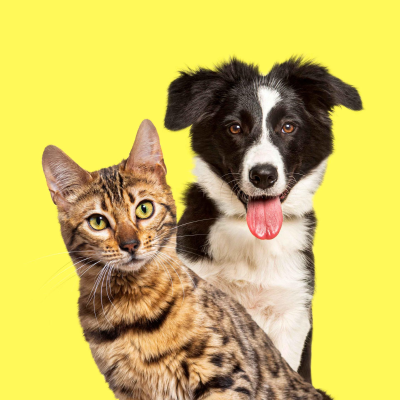 episode Kinderhörspiel und Geschichten - Von der Katze, die denkt, sie ist ein Hund artwork
