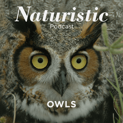 episode 9 - Owls artwork