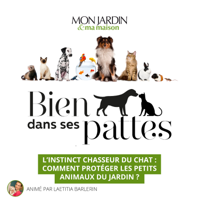 episode L'instinct chasseur du chat : comment protéger les petits animaux du jardin ? artwork