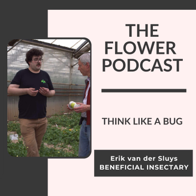 episode Using Beneficial Insects in Cut Flower Production with Erik van der Sluys artwork