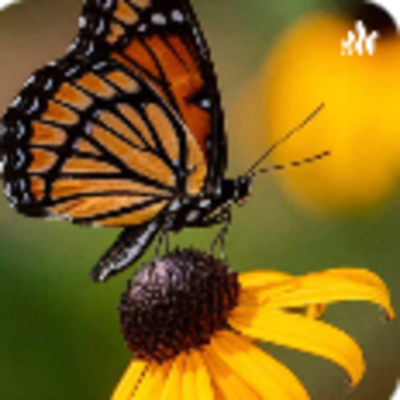 episode Butterflies artwork