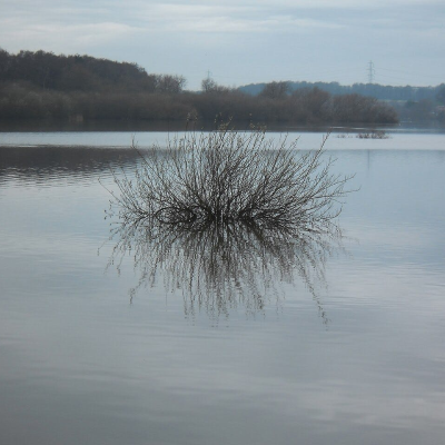 episode Episode 190 – Here Be Shrubs: On Algernon Blackwood's 'The Willows' artwork