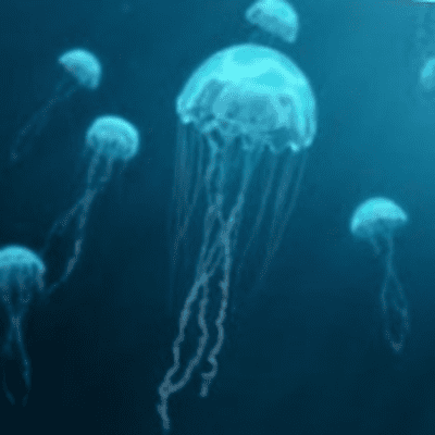 Jellyfish