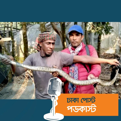 episode বরগুনায় রান্নাঘরে মিলল ৬ ফুট লম্বা অজগর artwork