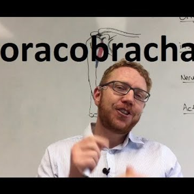 episode Coracobrachialis | Muscle anatomy artwork