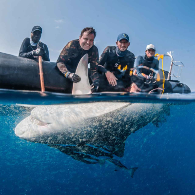 episode WW436: Bullenhaie in der Blauen Savanne – Lukas Müller über Hai-Forschung in Mosambik artwork