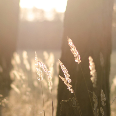 episode « Il ne s’est trouvé parmi eux que cet étranger ... » (Lc 17, 11-19) artwork