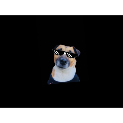 episode Le chien à l'abri ! (Hors série) artwork