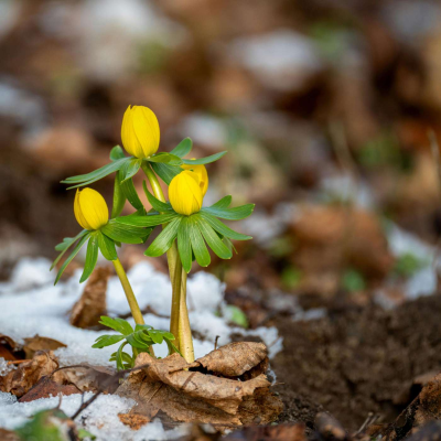 episode Karmels hage - Trosbekjennelsen | 39 Jesu hjerte artwork