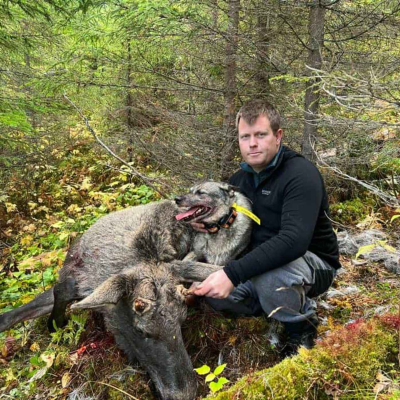 episode Løshundjakt på elg med Marius Olaussen artwork