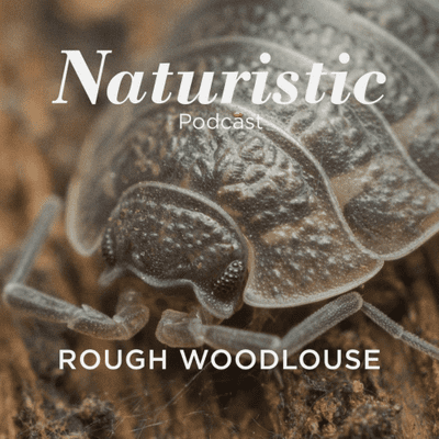 episode 10 - Rough Woodlouse artwork