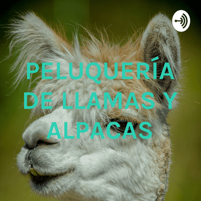 PELUQUERÍA DE LLAMAS Y ALPACAS