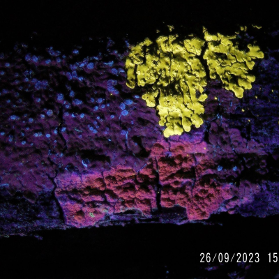 episode Episode 12. Talking about Lichens with Vanessa Ryan - Part 2 artwork