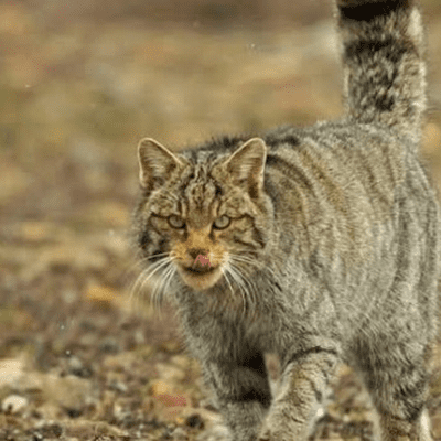episode Rettung einer Wildkatze führt zur Rettung vieler. artwork