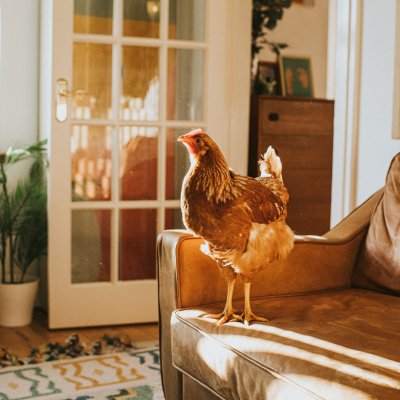 episode The Backyard Chicken Glamour Campaign artwork